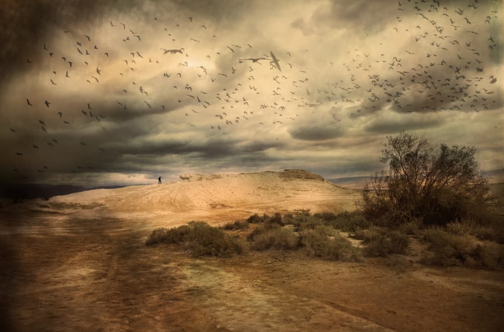 Flock Over Desert Storm by Rachel Pansky — canvas wall art