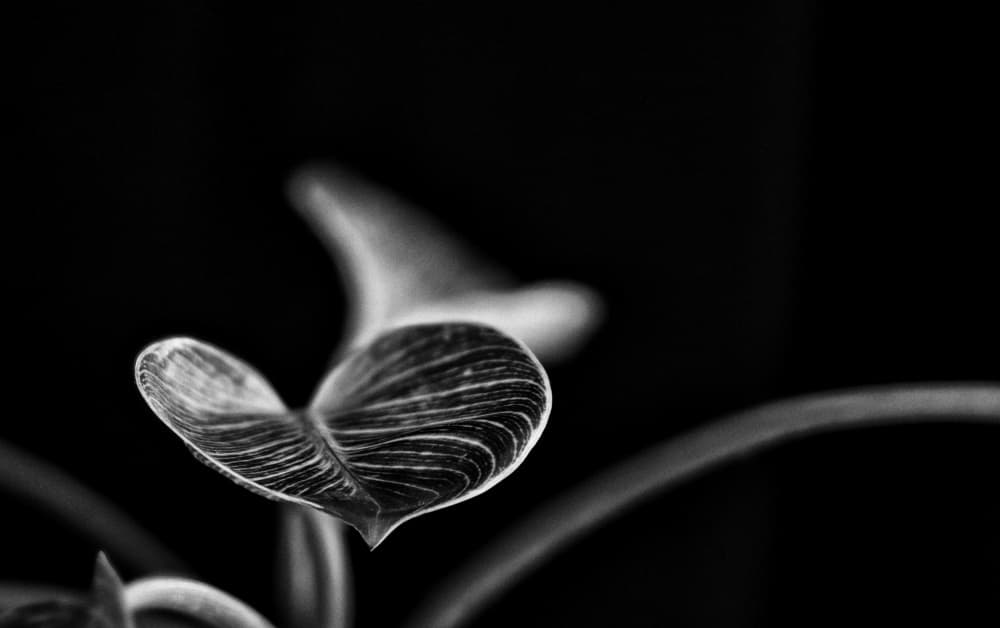 Elegant Plant Leaf by Dinesh Verma — canvas wall art