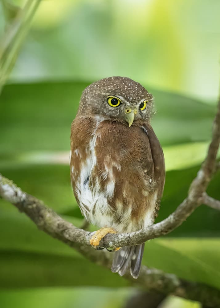 Alert Pygmy Owl by Ming Chen — canvas wall art