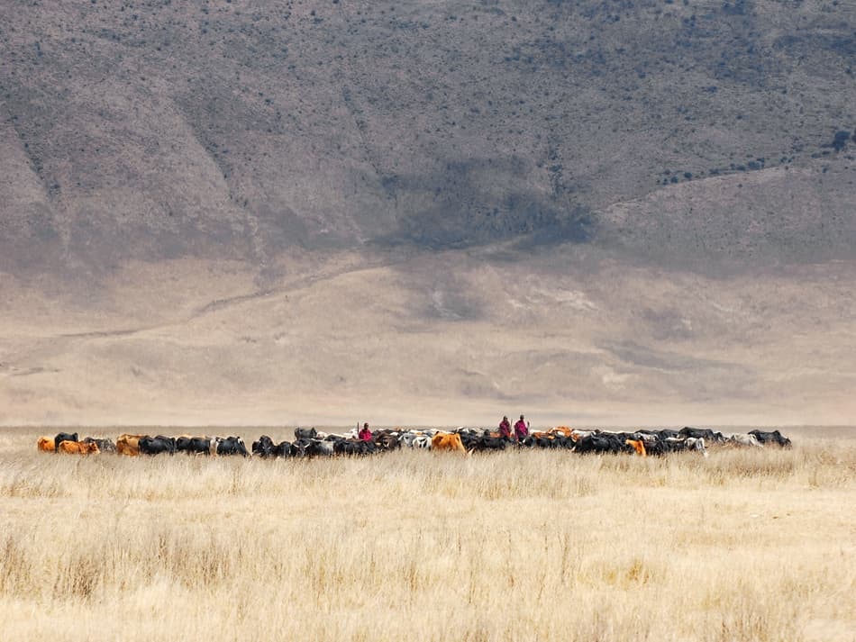 Maasai Herders African Plains by Mathilde Guillemot — canvas wall art