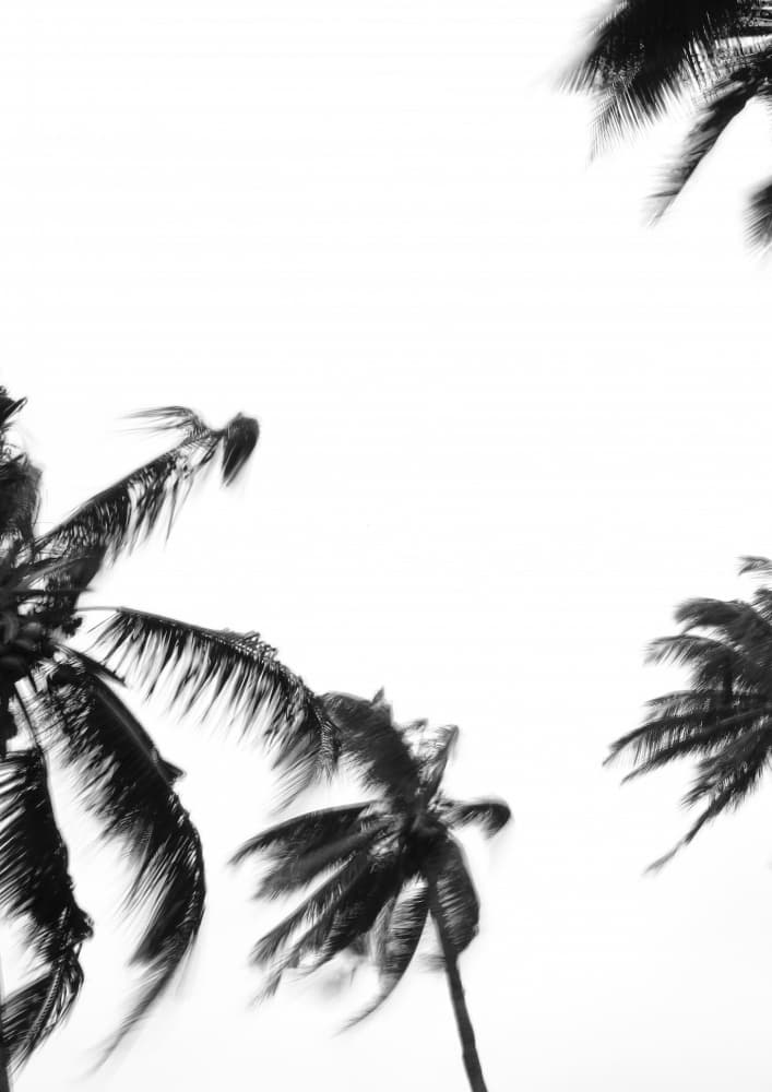 Swaying Palms by Shot by Clint — canvas wall art