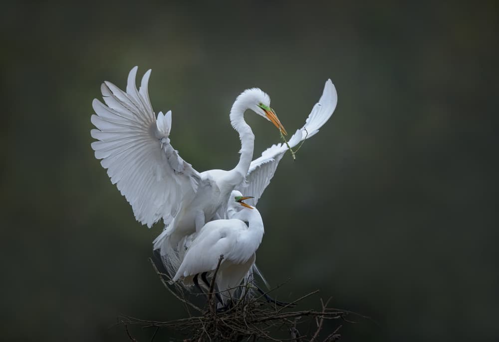 Egrets Building A Nest by Sheila Xu — canvas wall art