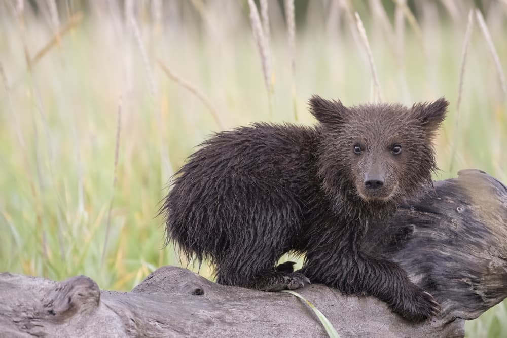 Curious Bear Cub by Renee Doyle — canvas wall art