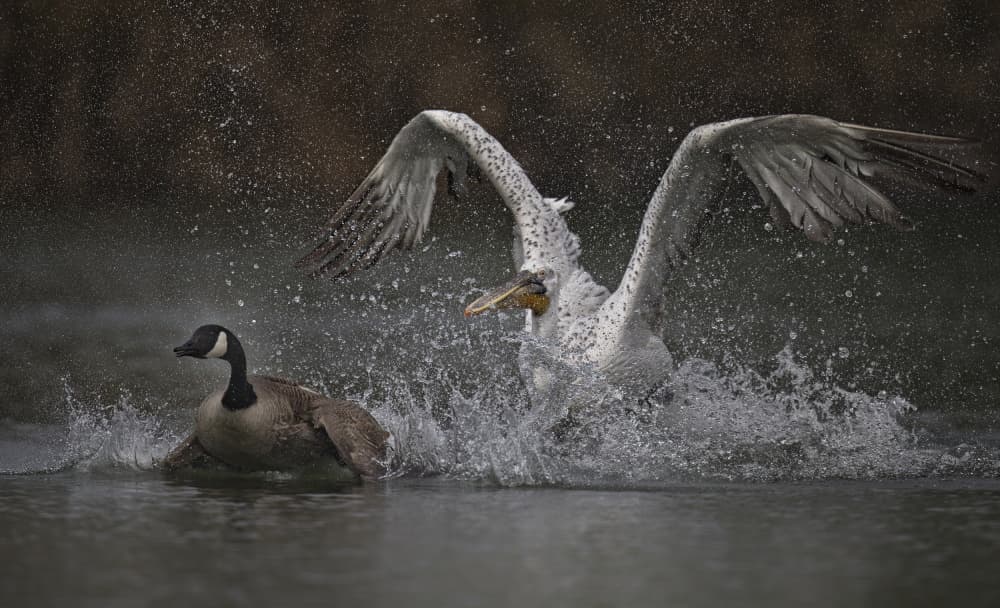 Pelican Goose Confrontation by C.S. Tjandra — canvas wall art