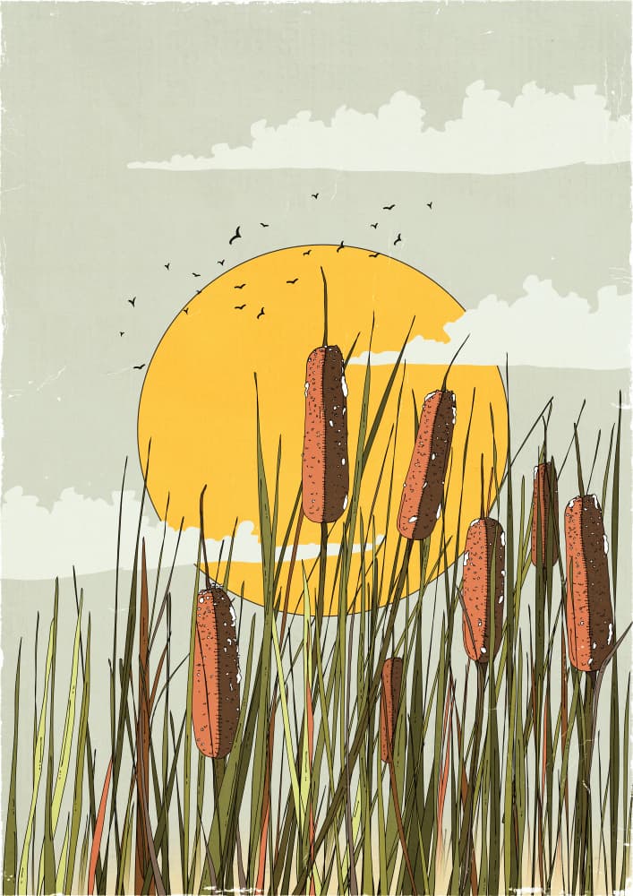 Cattails Golden Sunset by Nicholas — canvas wall art