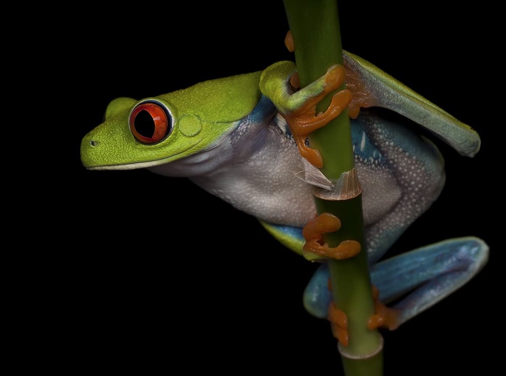 Red-Eyed Tree Frog by Ferdinando Valverde — canvas wall art