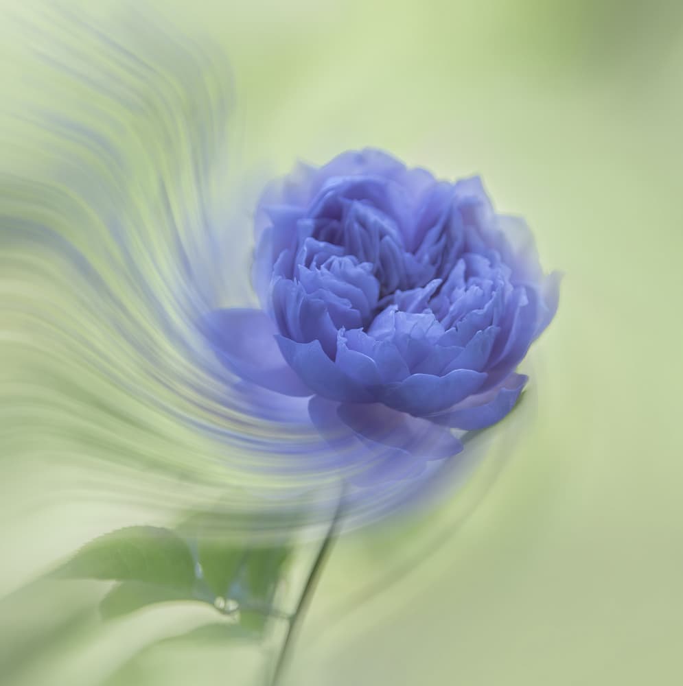 Swirling Blue Rose by Judy Tseng — canvas wall art