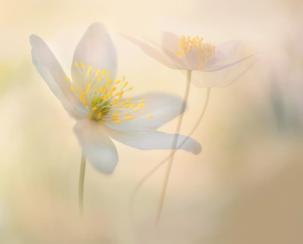 Soft Spring Anemones by Ylva Sjögren — canvas wall art