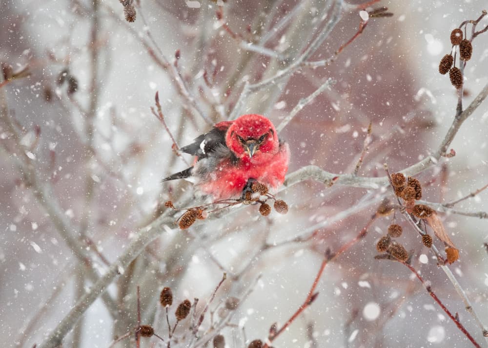 Vibrant Winter Bird by Kimberly — canvas wall art