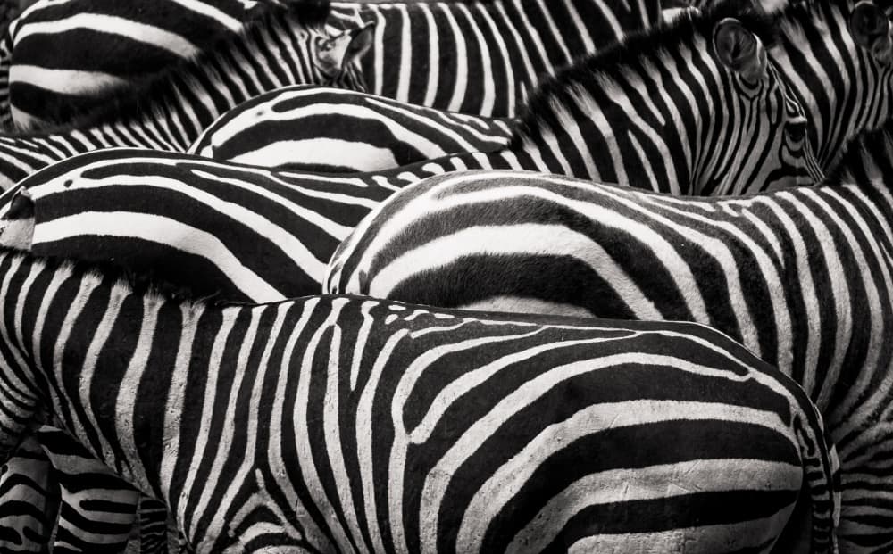 Black White Zebra Patterns by Roelof de Hoog — canvas wall art