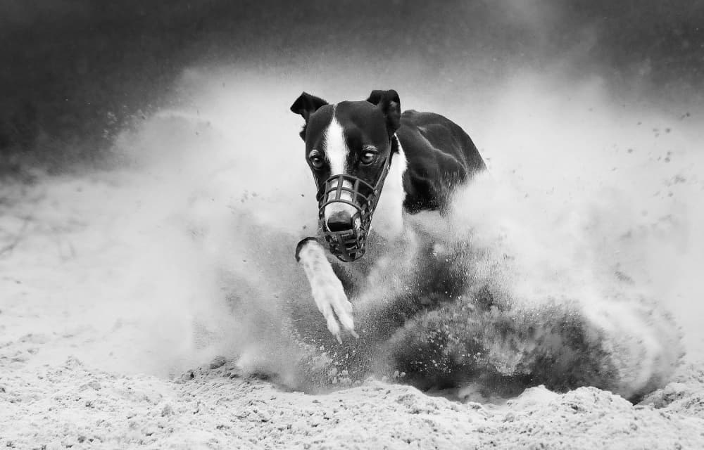 Racing Whippet Dust by Muriel Vekemans — canvas wall art