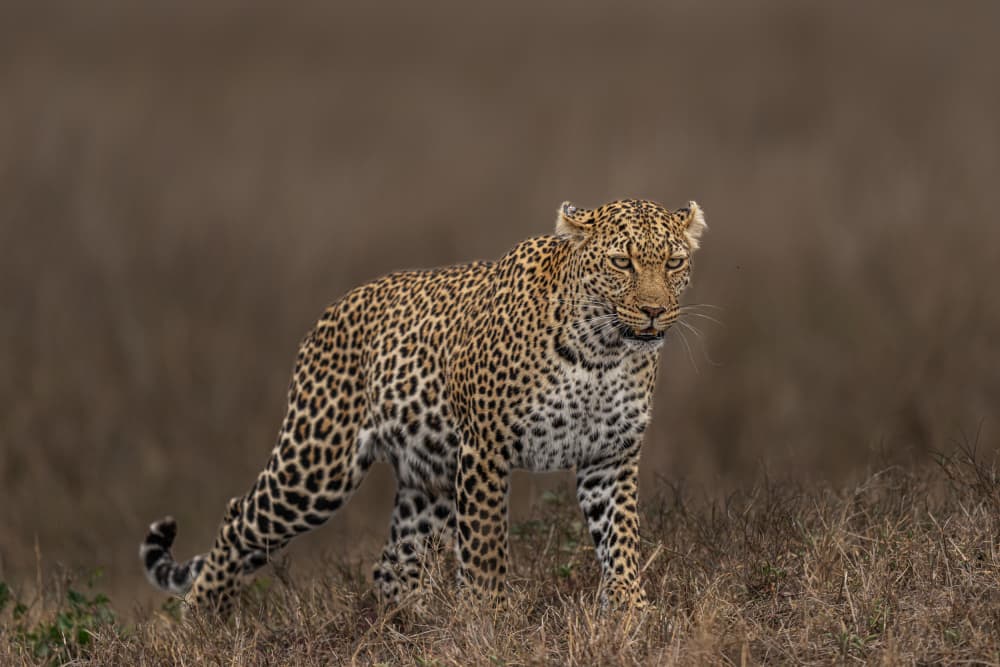 Alert African Leopard by Yogesh Bhatia — canvas wall art