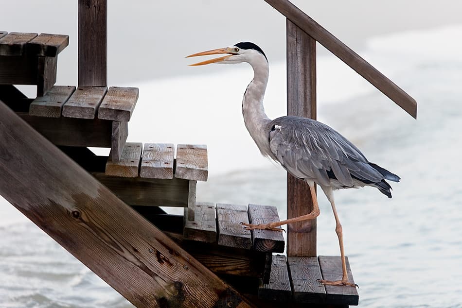 Elegant Heron on Steps by Michel Guyot — canvas wall art
