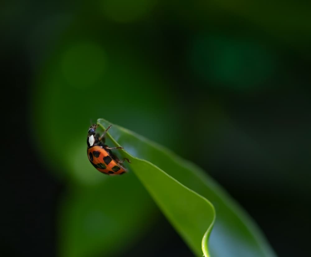 Ladybug On Green Leaf by NanZ — canvas wall art