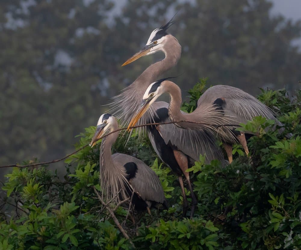 Great Blue Herons Perched by Liwen Tao — canvas wall art