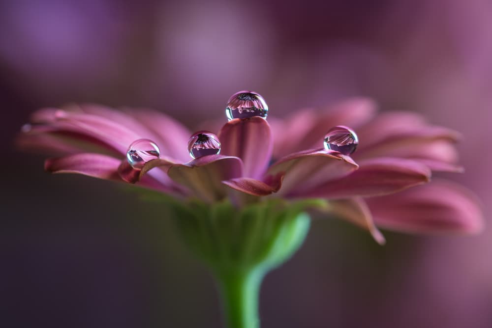 Delicate Flower Reflections by Silvia Spedicato — canvas wall art