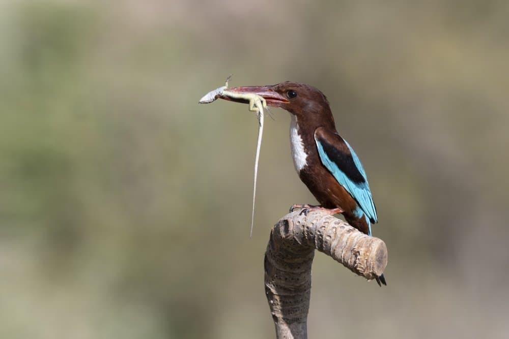 Kingfisher's Lizard Catch by Eyal Amer — canvas wall art