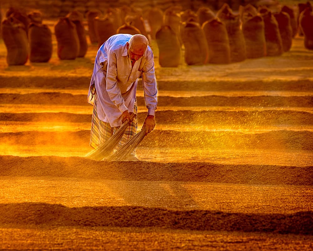 Golden Hour Harvest by Sayyed Nayyer Reza — canvas wall art