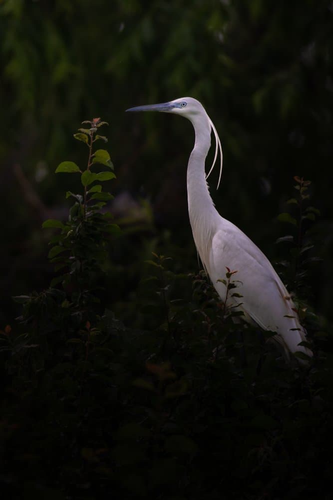 Elegant White Egret by Yordan Vasilev — canvas wall art