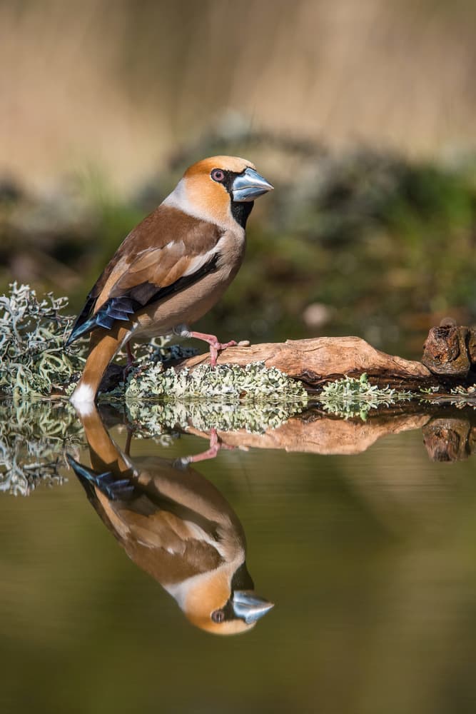 Hawfinch Water Reflection by Petr Simon — canvas wall art
