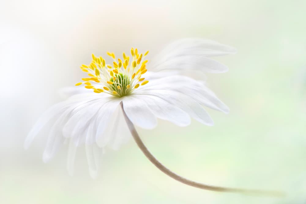 Gentle White Bloom by Jacky Parker — canvas wall art