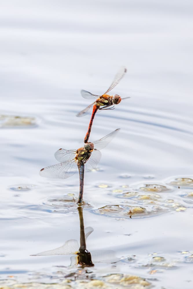 Mating Dragonflies Reflection by Leif Løndal — canvas wall art