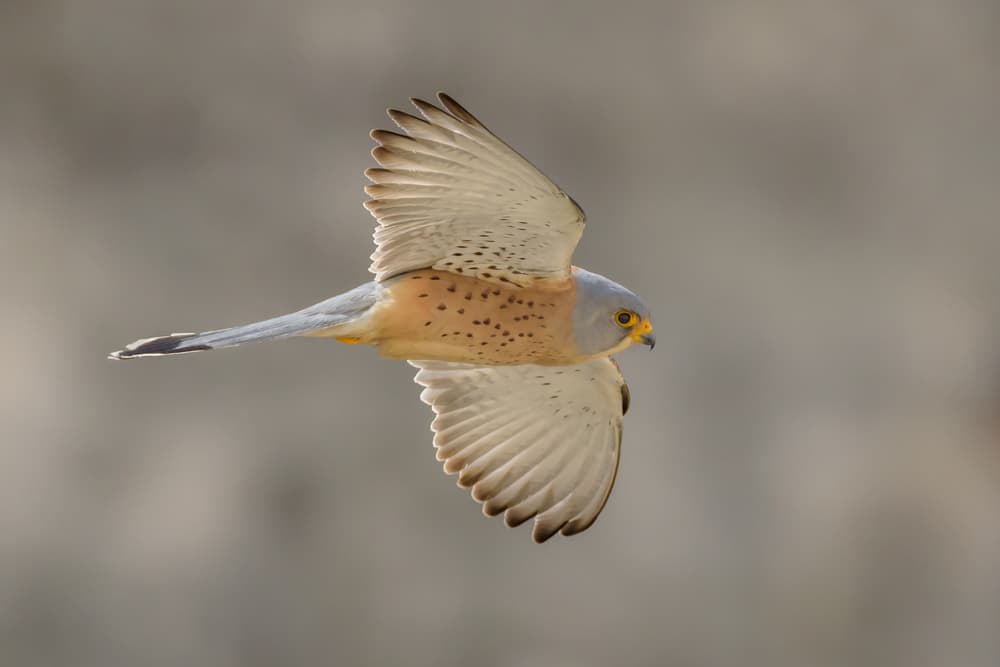 Kestrel In Flight by Massimo Tamajo — canvas wall art