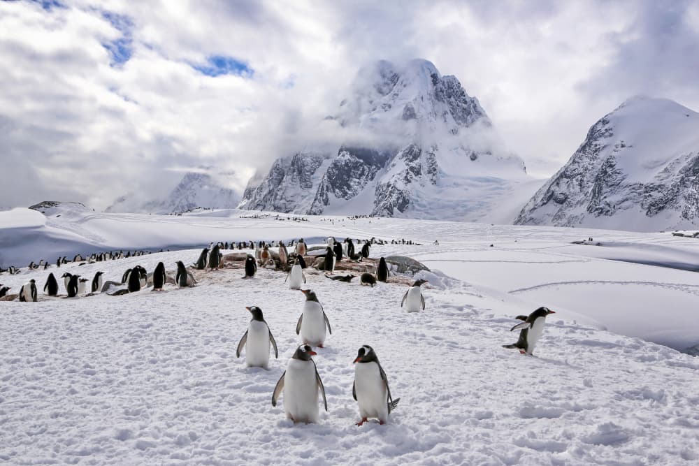 Gentoo Penguins Snowy Mountains by Raymond Ren Rong Liu — canvas wall art