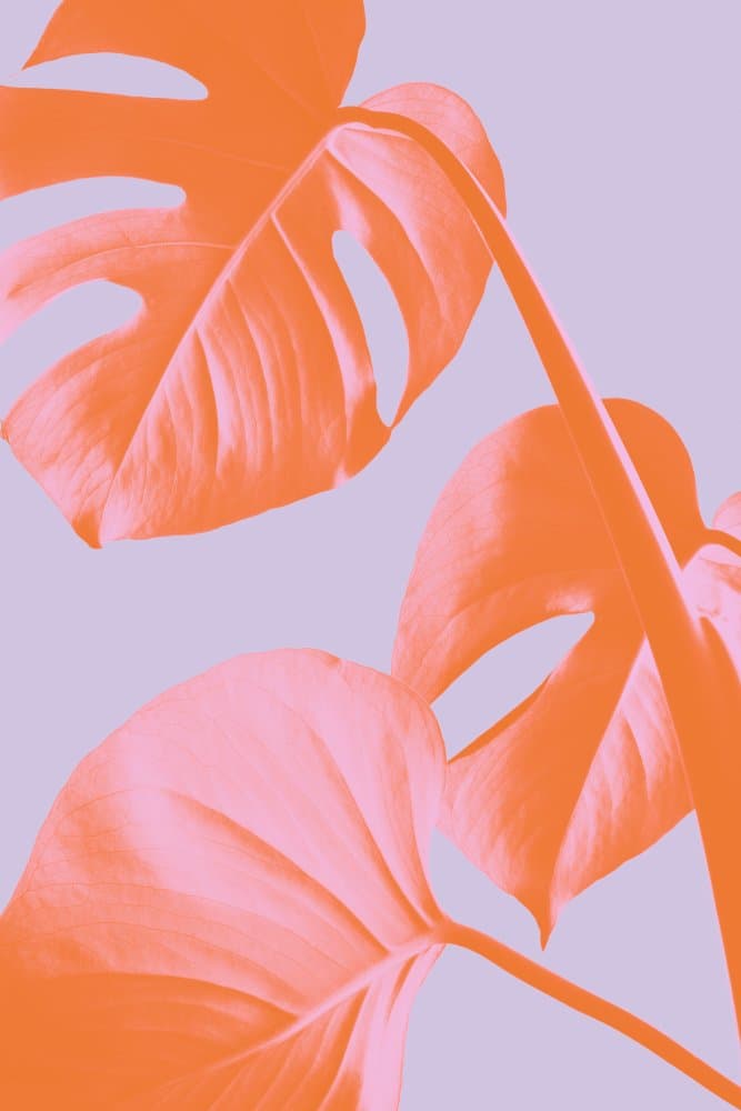 Vibrant Monstera Leaves by Pictufy Studio III — canvas wall art