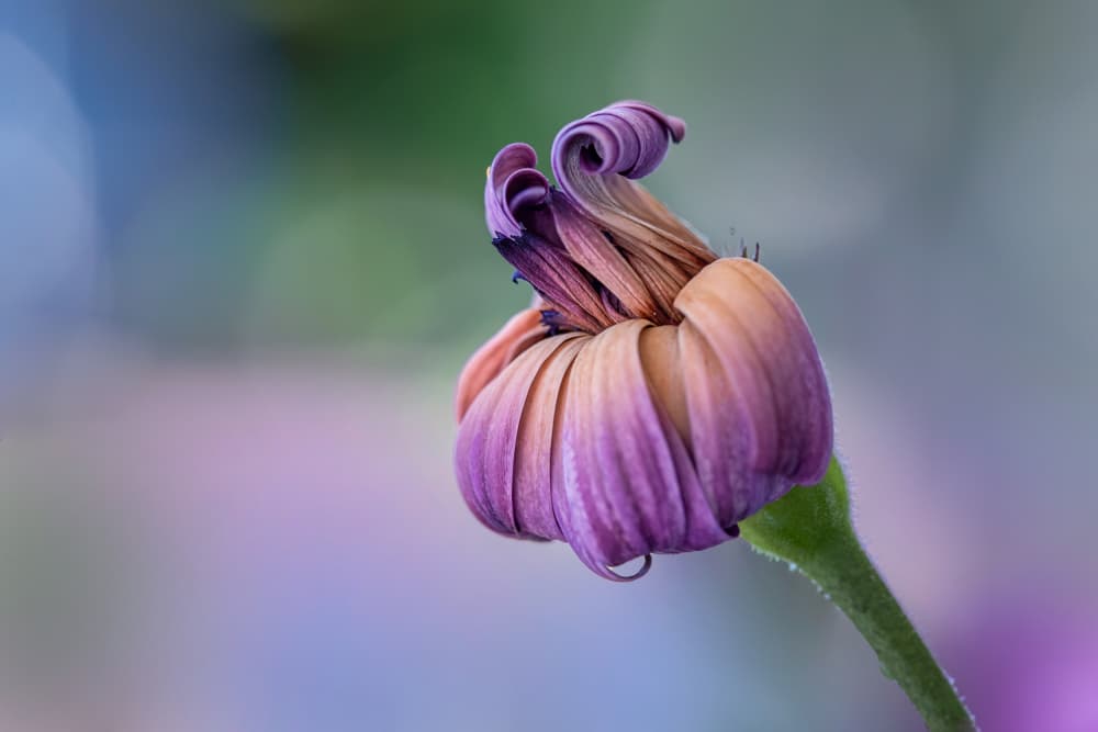 Delicate Purple Bloom by Cheryl Eagers — canvas wall art