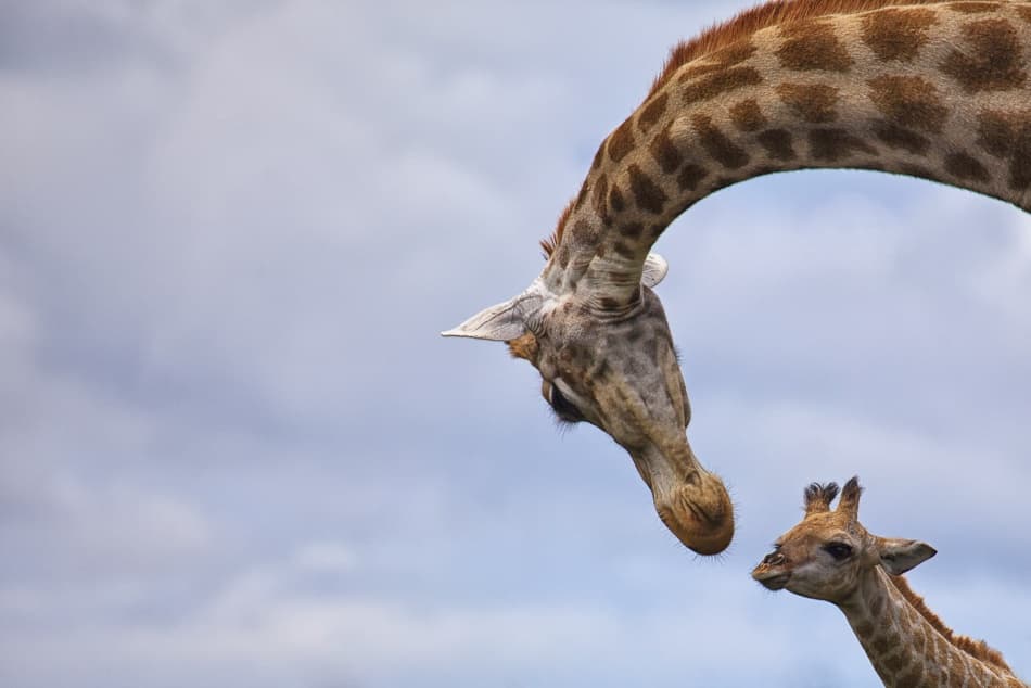 Tender Giraffe Moment by Mario Moreno — canvas wall art