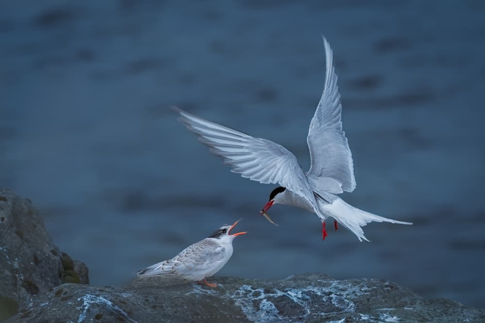 Ocean Tern Family by Liguang Huang — canvas wall art