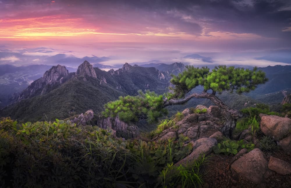 Majestic Mountain Pine Twilight by Tiger Seo — canvas wall art