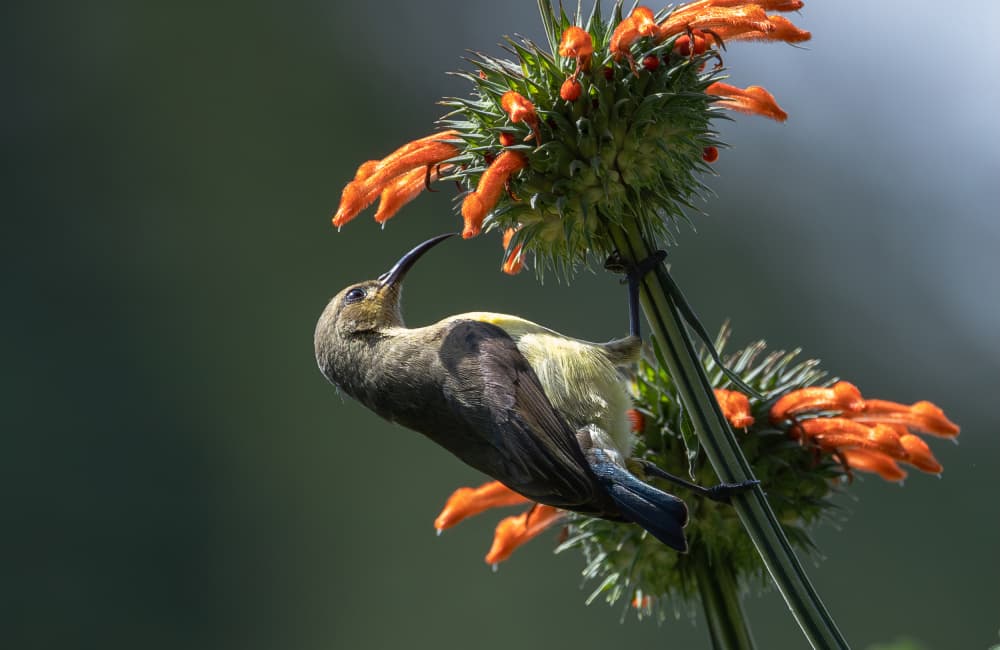 Sunbird on Orange Bloom by Johnson Huang — canvas wall art