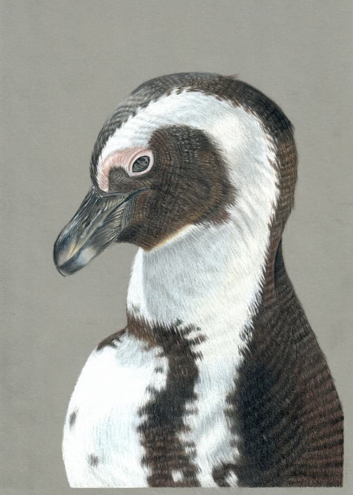 African Penguin Profile by Angelica Diehn — canvas wall art