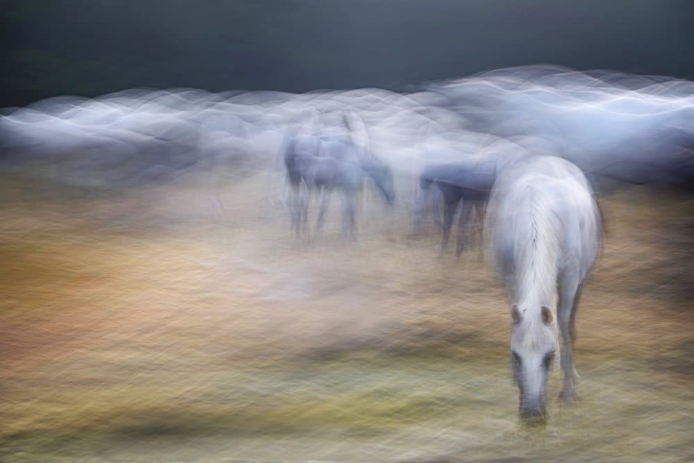 Dreamy White Horses by Milan Malovrh — canvas wall art