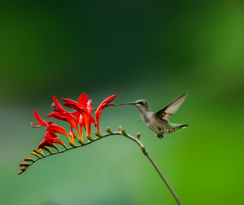 Hummingbird Nectar Feast by Hannah & Wei — canvas wall art