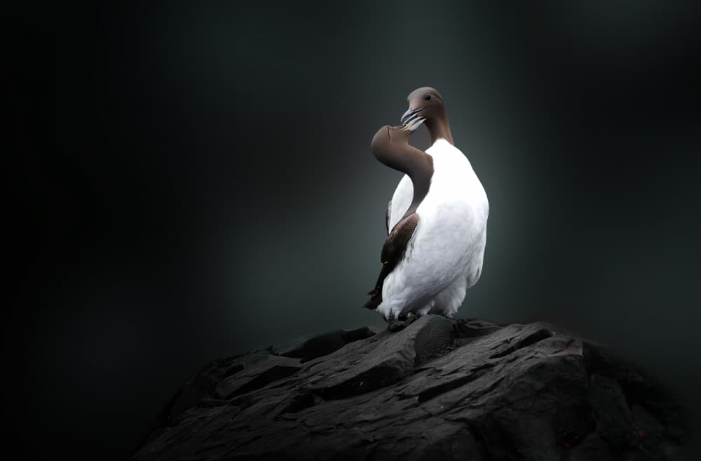 Seabirds on Dark Rock by Erik Engström — canvas wall art