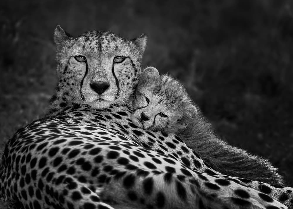 Cheetah Mother and Cub by Annie Poreider — canvas wall art