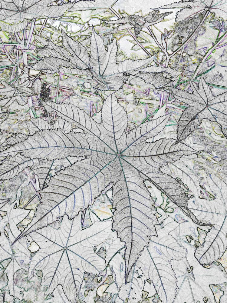 Sketched Botanical Leaves by Santhosh ch — canvas wall art
