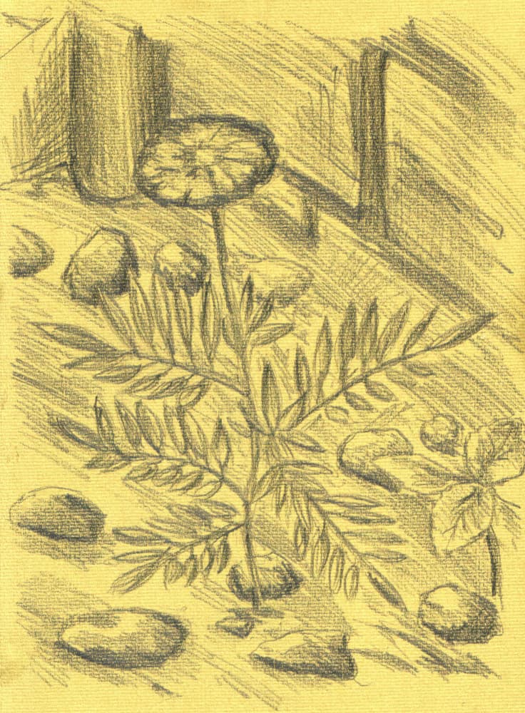 Marigold Plant Sketch by Kulik — canvas wall art