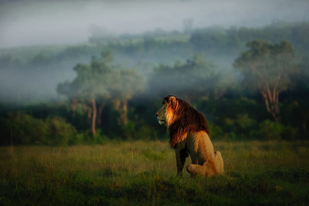 Misty Morning Lion by Roberto Marchegiani — canvas wall art