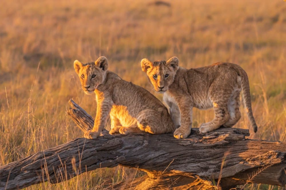 Golden Savanna Lion Cubs by Ronen Rosenblatt — canvas wall art