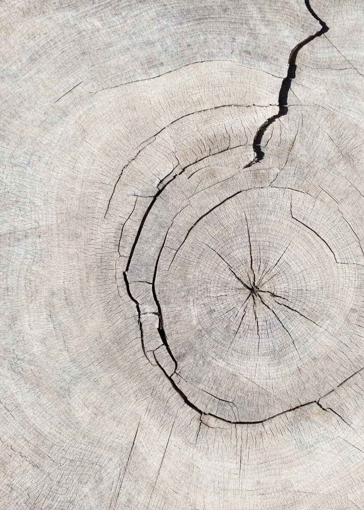 Cracked Tree Rings by Pictufy Studio III — canvas wall art
