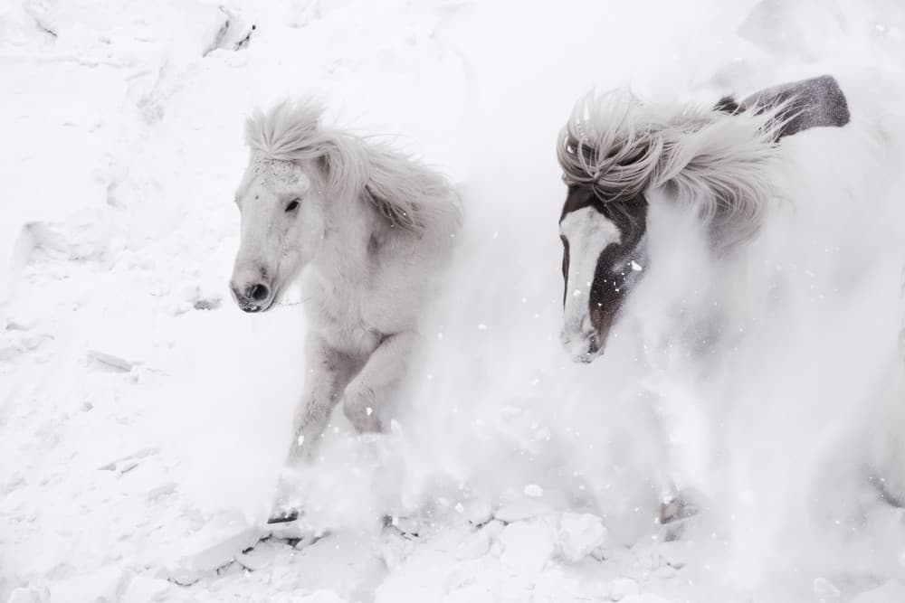 Wild Winter Horses by Bingo Z — canvas wall art