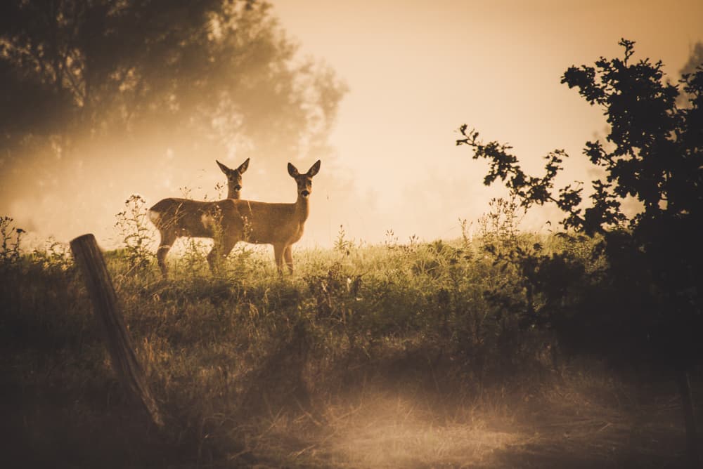 Deer in Morning Mist by Marcus Hennen — canvas wall art