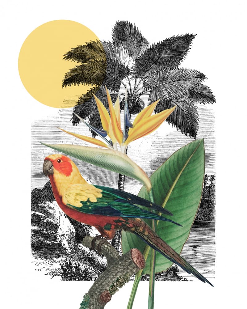 A Tropical Collage by Marja van den Hurk — canvas wall art