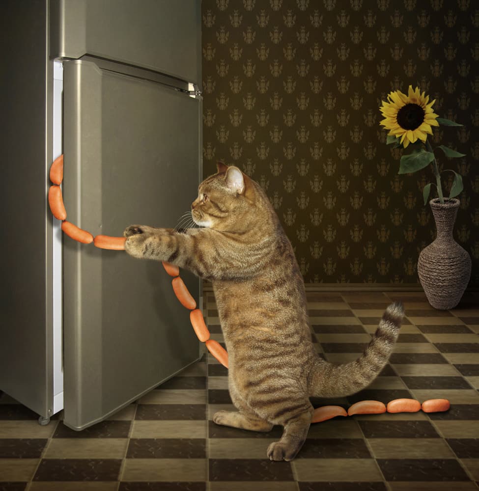 Cat Stealing Sausages by Iryna Kuznetsova (Iridi) — canvas wall art