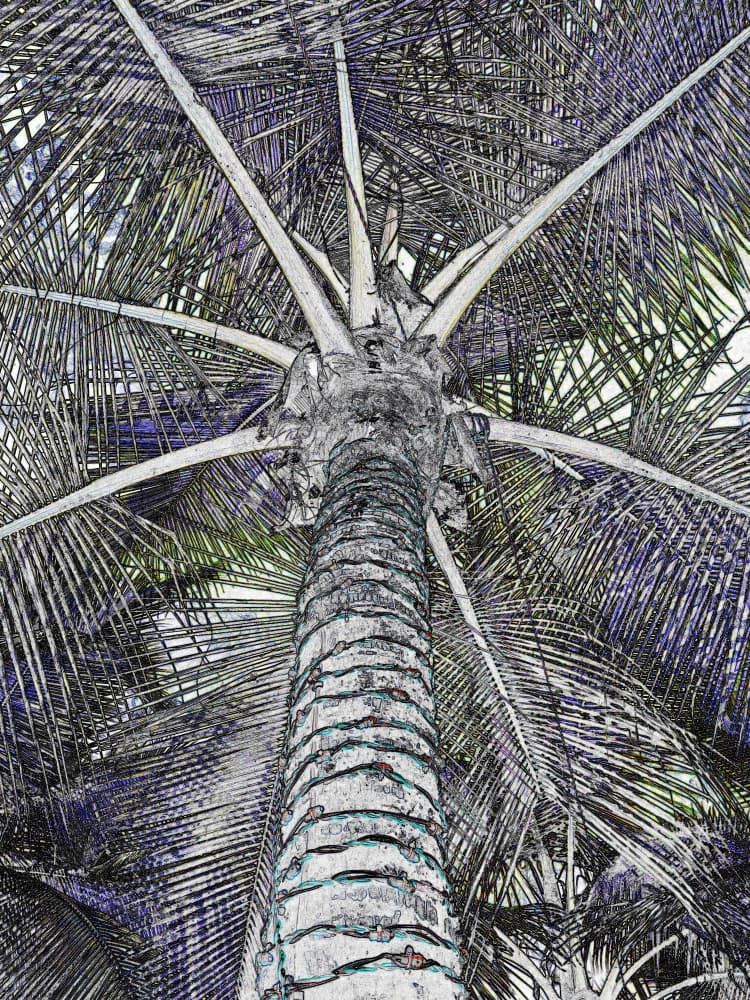 Upward Tropical Palm by Santhosh ch — canvas wall art