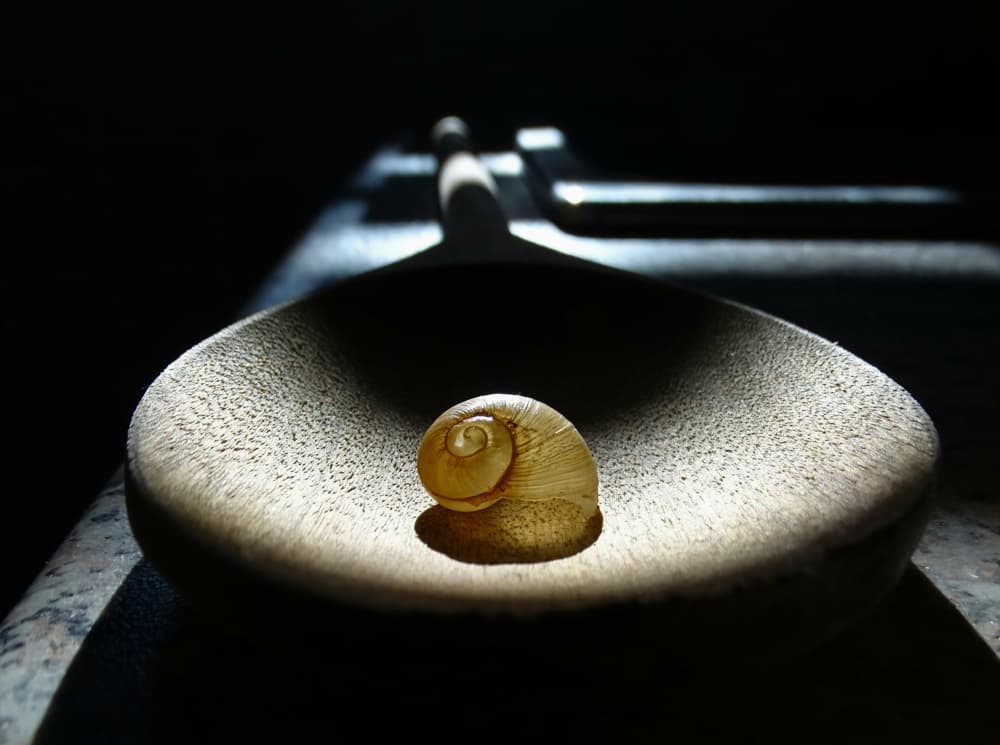 Snail Shell Spotlight by Ivan Lesica — canvas wall art